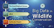 Big Data is Helping in Wildlife Conservation - DataFlair