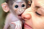 pic monkey