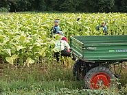 Donald Trump’s Continued Assault on Government Workers Betrays American Farmers