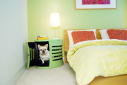 Spaces for Pets Inside Homes