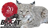 About BCR - Big Cat Rescue