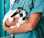 Rabbits do not need veterinary care