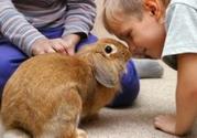 Rabbits make good pets for kids