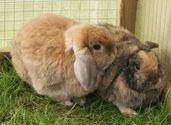 Rabbits bond with only the opposite gender