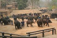 Chiang Mai elephant camps