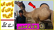 Camels Price In Pakistan || 1 Beautiful Camel Price Is 16 Lakh Rupees || 16 لاکھ کا اونٹ