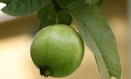 Guava: Small but sure - One Pound Less - Healthy Foods