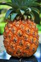 Pineapples: Sweet, exotic and sensational - One Pound Less