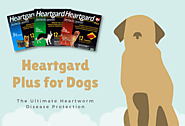 Heartgard Plus for Dogs: Protect Your Dog from Heartworm Disease