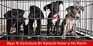 5 Ways To Contribute On National Foster a Pet Month