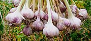 Techniques to Growing Flavorful Garlic | Business Insider Today