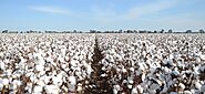 Top Cotton Producing Countries In The World | Business Insider Today