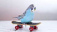 Budgie Toys under 2$ Every Budgie owner should have this!