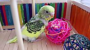 Budgie Playground and why is it Important? | Alen AxP Budgie Community