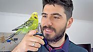 Budgie Guide of The Most asked questions | Alen AxP Budgie Community