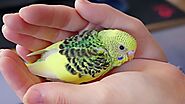 Budgie Babies and why you shouldn't breed | Alen AxP Budgie Community