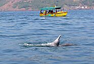 Dolphin trip in Goa | Dolphin Show | Boat Tour with Sightseeing