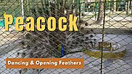 Peacock Dancing & Opening Feathers