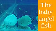 The baby angelfish ( Known as fry )
