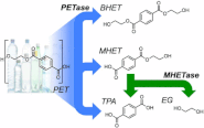 Characterization and engineering of a plastic-degrading aromatic polyesterase