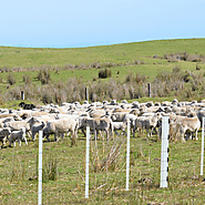 Long-Lasting Tweena for Stronger Fencing Solutions