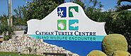 Three Marine Conservation Initiatives you can Support in the Cayman Islands
