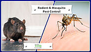 Website at https://techsquadteam.com/blog/various-diseases-carried-by-rodents-and-mosquitoes-and-their-prevention