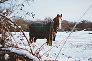 Går din hest ude om vinteren? Sådan holder du den varm - Fashion-Blog.dk