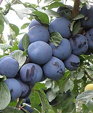 Fruit trees for sale | Buy fruit trees | Raintree Nursery