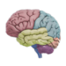 3D Brain - Android Apps on Google Play