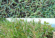 St Augustine Vs Bermuda: Choosing Grass Type for Your Compound (Updated in 2020)