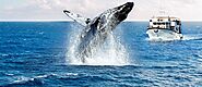 Of whales and adventures: thrilling experiences you shouldn’t miss in Perth