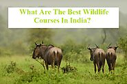 Best Wildlife Courses in India