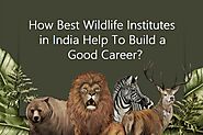 How Best Wildlife Institutes in India Help To Build a Good Career?