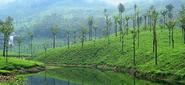 Valparai - Tamil Nadu State