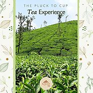 The Pluck to Cup Tea Experience at Rakkh Resort: