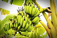 Country Calendar: Banana Business Booming In Northland