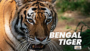 12 Facts About the Bengal Tiger - YoCover