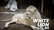 10 Facts About White Lions - YoCover