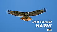 13 Interesting Facts About Red-tailed Hawk - YoCover