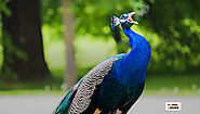 13 Interesting Facts About Peacocks - YoCover