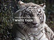 7 Amazing Facts About White Tiger - YoCover