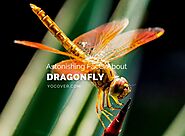8 Astonishing Facts About Dragonflies - YoCover