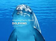 8 Unexpected Facts About Dolphins - YoCover