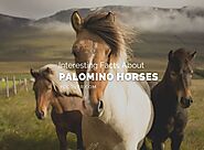 8 Interesting Facts About Palomino Horses - YoCover