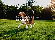 9 Fascinating Facts About Beagles - YoCover