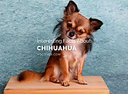 8 Important Facts About Chihuahua - YoCover