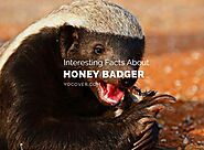 8 Unbelievable Facts About Honey Badgers - YoCover