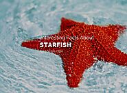 8 Interesting Facts about Starfish You May Not Know - YoCover
