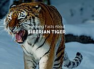 8 Intriguing Facts About Siberian Tiger - YoCover